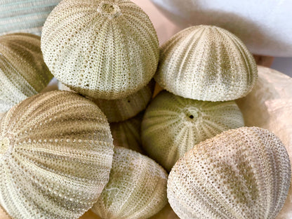 GREEN SEA URCHIN Shells * You Choose Quantity* 1.75-2.25" Natural Small Craft Seashells Sea Life