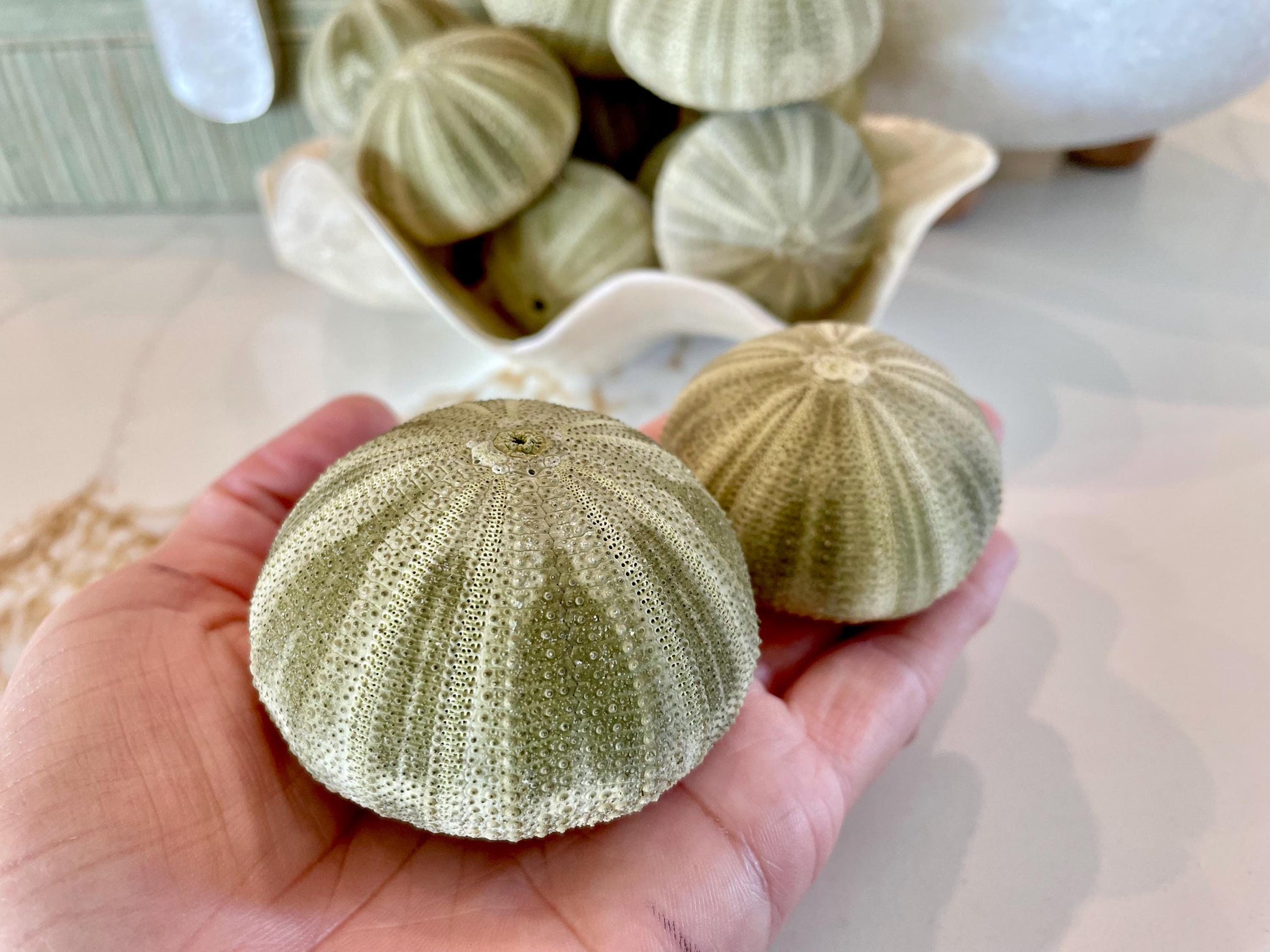 GREEN SEA URCHIN Shells * You Choose Quantity* 1.75-2.25" Natural Small Craft Seashells Sea Life