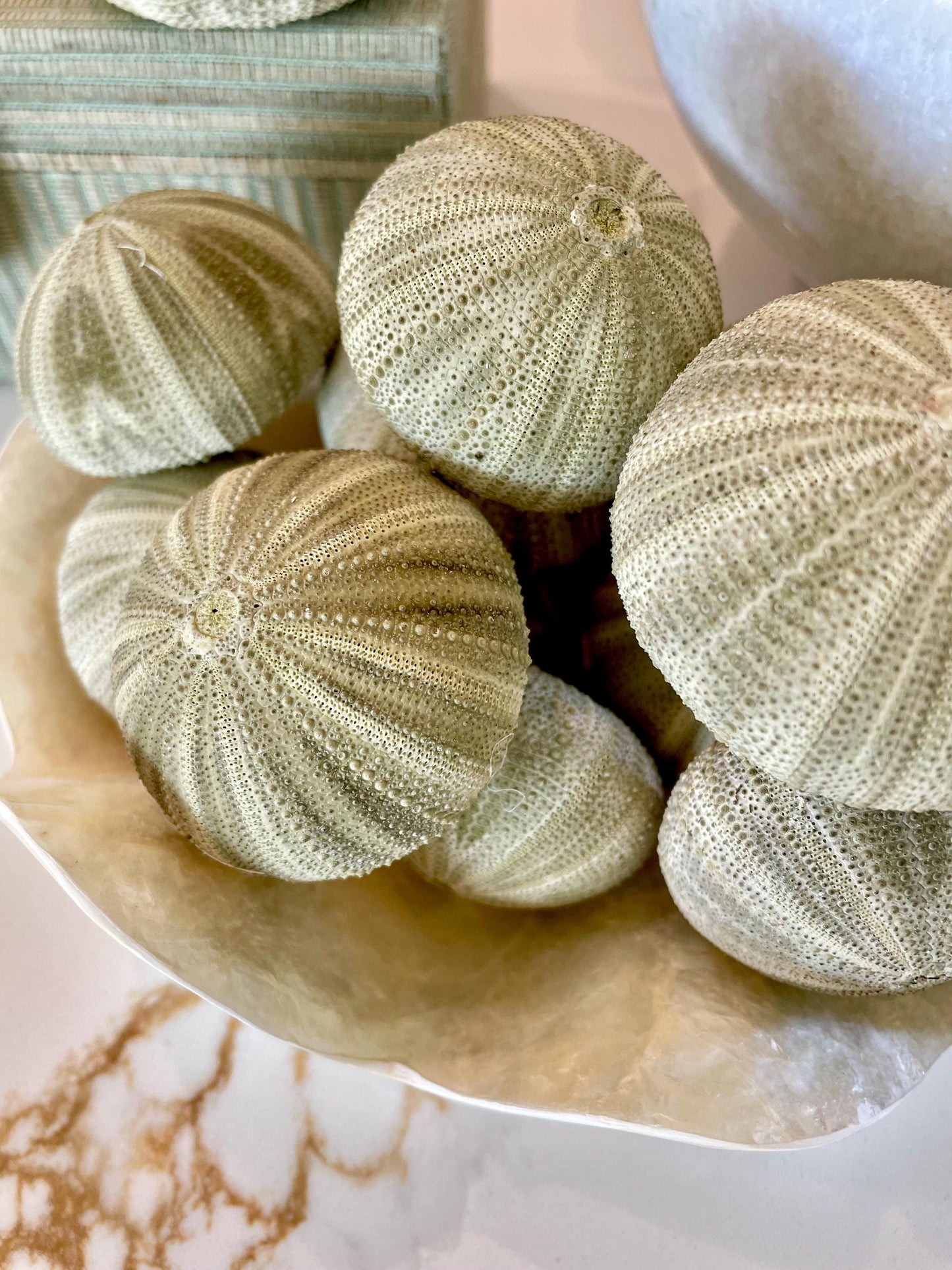 GREEN SEA URCHIN Shells * You Choose Quantity* 1.75-2.25" Natural Small Craft Seashells Sea Life