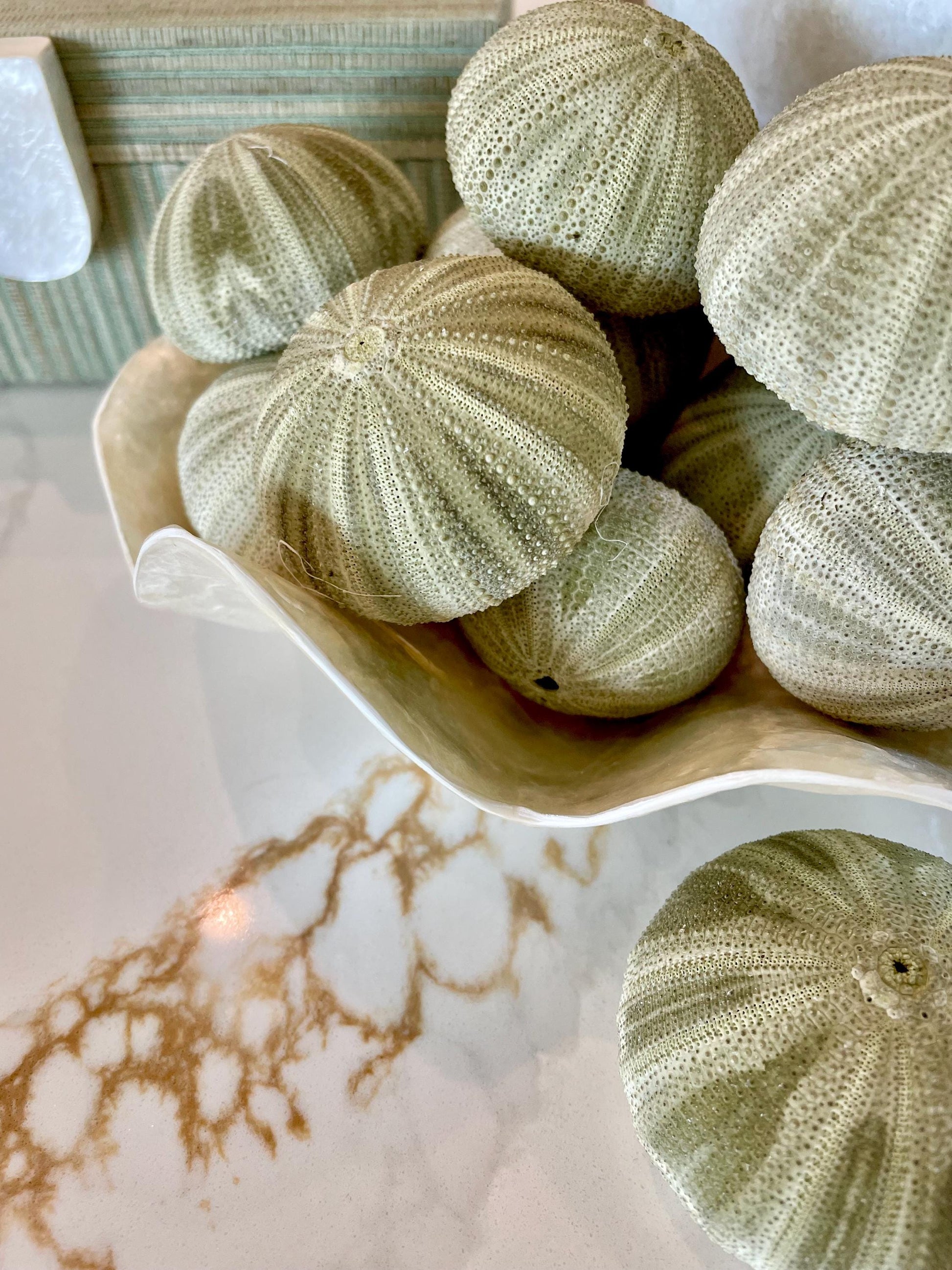 GREEN SEA URCHIN Shells * You Choose Quantity* 1.75-2.25" Natural Small Craft Seashells Sea Life