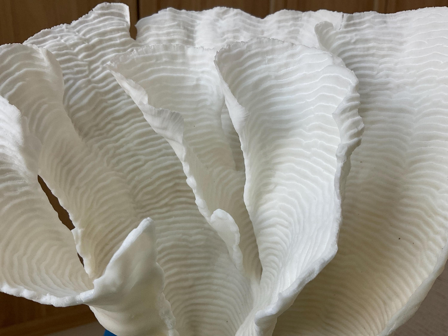 Mounted 11" Natural CUP RUGOSA CORAL Fossil Lucite Display Specimen Sculpture Ocean Art Decorative Coastal Beach Home Décor Wedding Gift