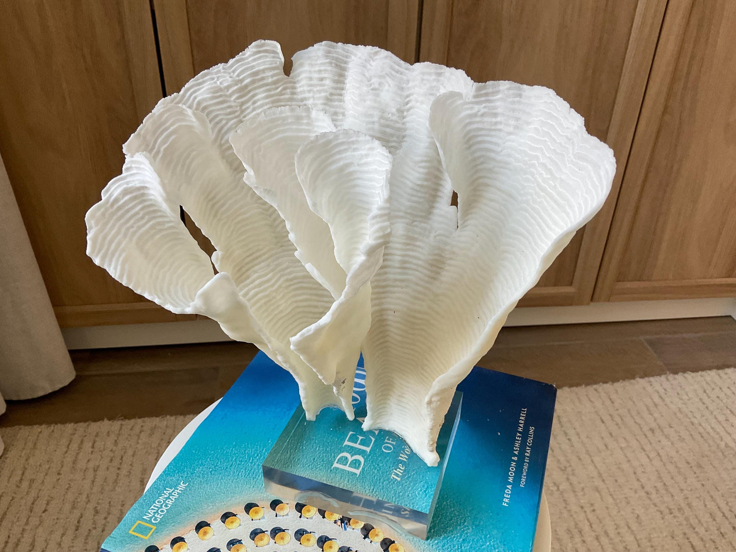 Mounted 11" Natural CUP RUGOSA CORAL Fossil Lucite Display Specimen Sculpture Ocean Art Decorative Coastal Beach Home Décor Wedding Gift