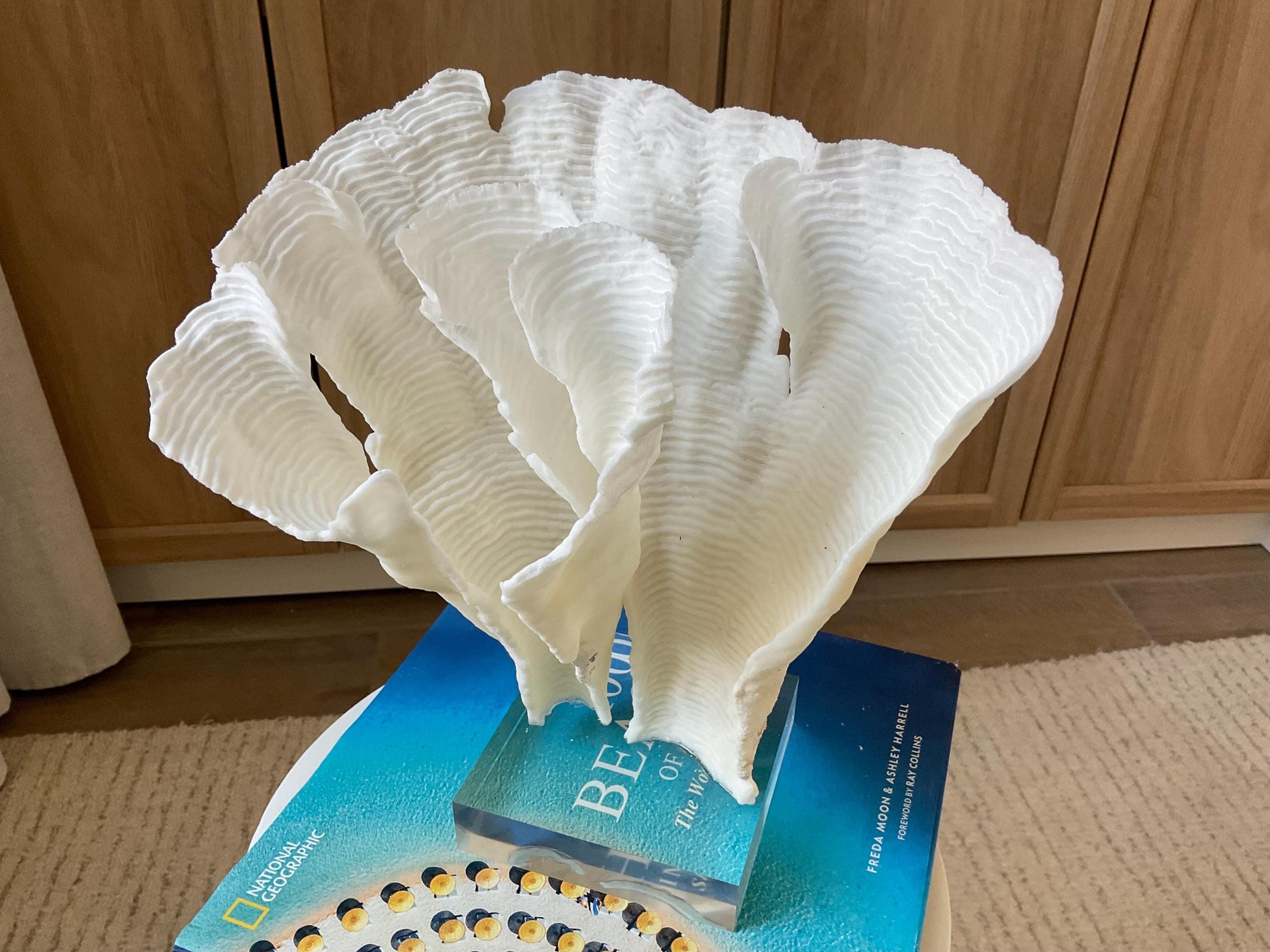 Mounted 11" Natural CUP RUGOSA CORAL Fossil Lucite Display Specimen Sculpture Ocean Art Decorative Coastal Beach Home Décor Wedding Gift