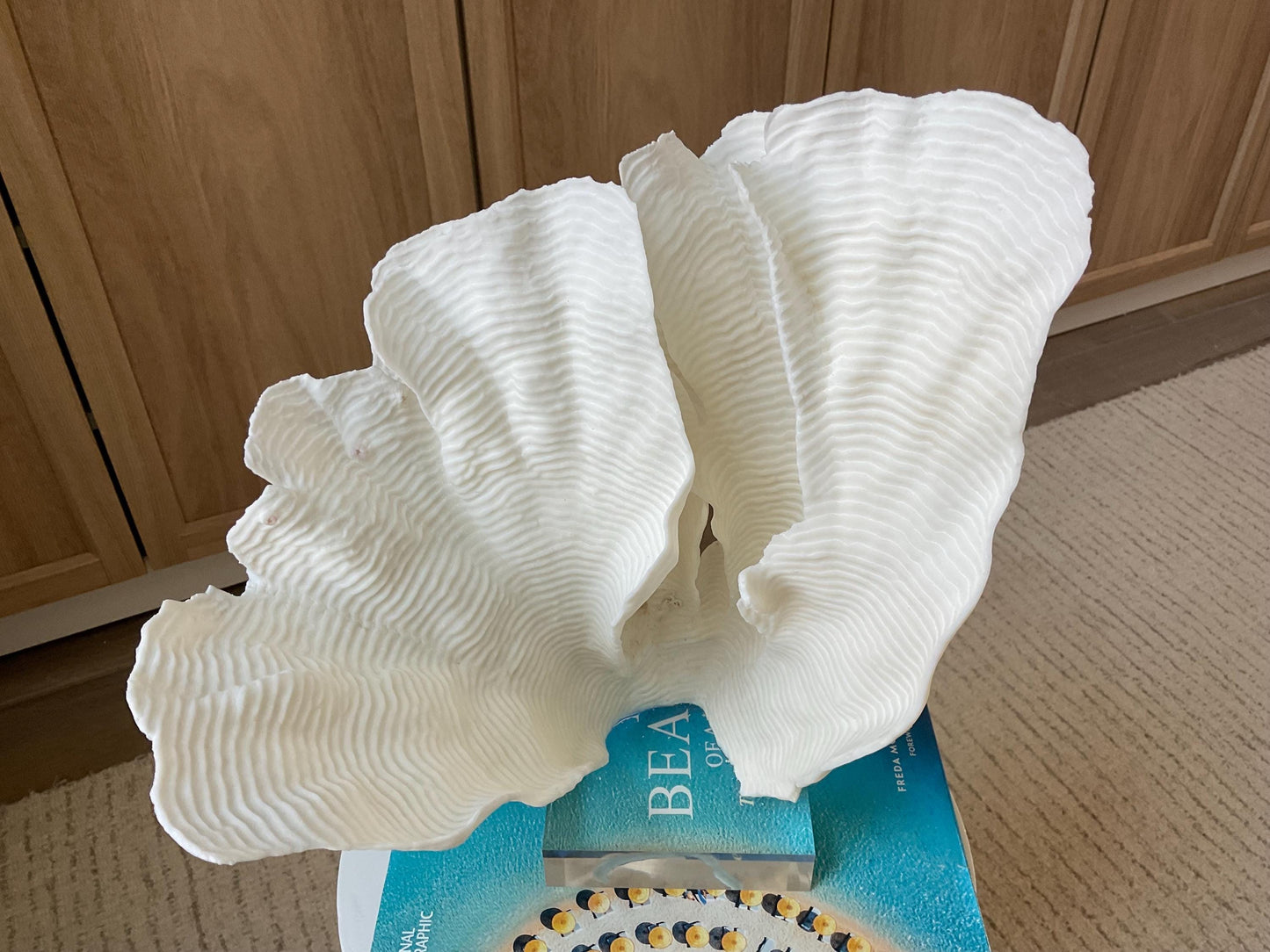 Mounted 12.5" Natural CUP RUGOSA CORAL Fossil Lucite Display Specimen Sculpture Ocean Art Decorative Coastal Beach Home Décor Wedding Gift