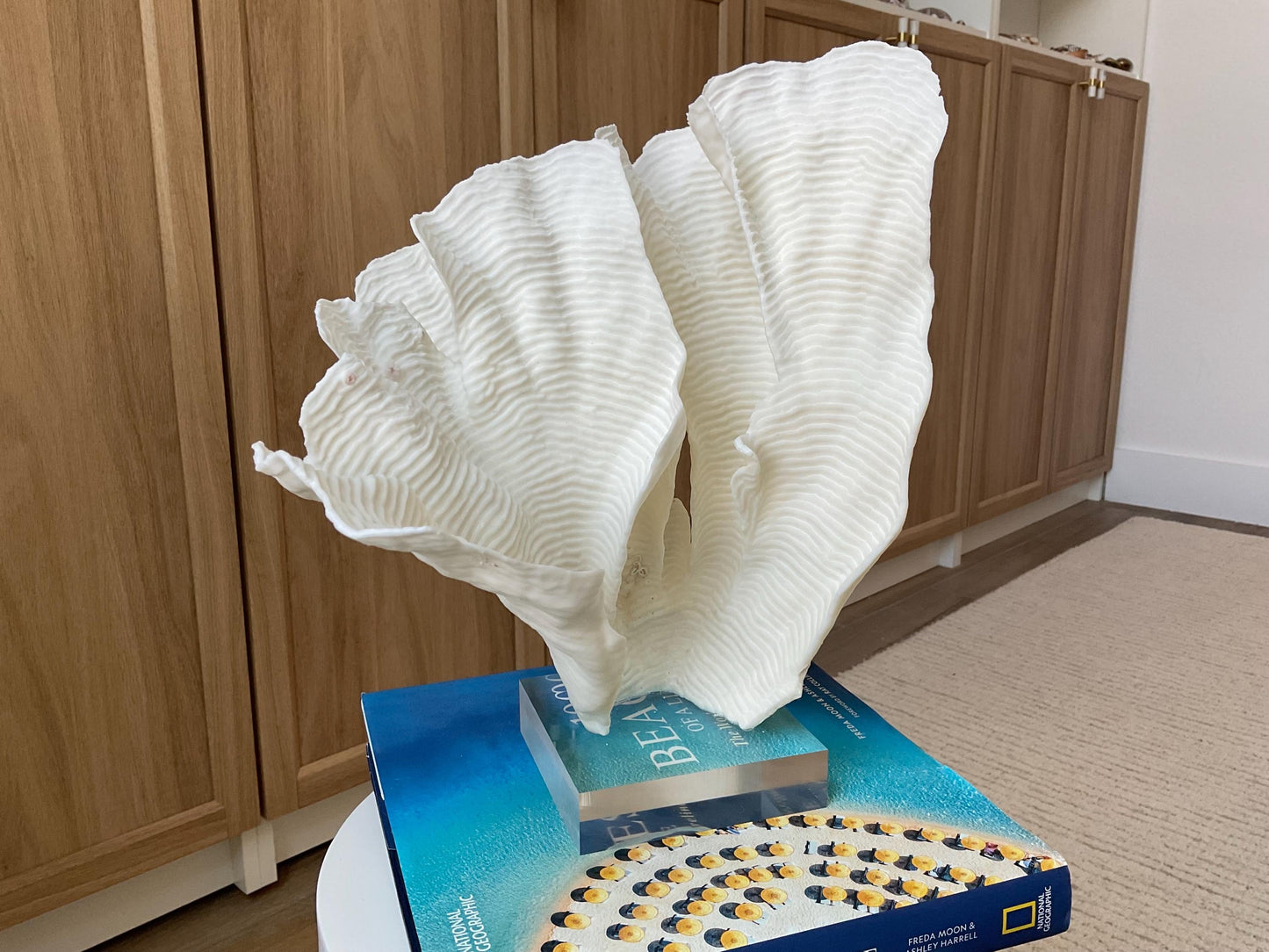 Mounted 12.5" Natural CUP RUGOSA CORAL Fossil Lucite Display Specimen Sculpture Ocean Art Decorative Coastal Beach Home Décor Wedding Gift