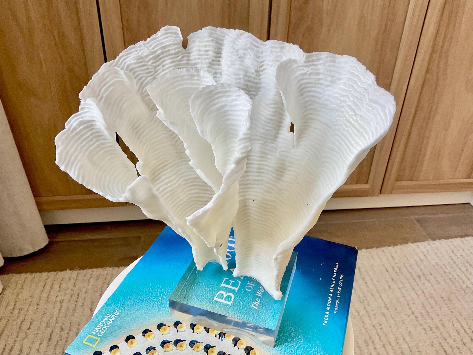 Mounted 11" Natural CUP RUGOSA CORAL Fossil Lucite Display Specimen Sculpture Ocean Art Decorative Coastal Beach Home Décor Wedding Gift