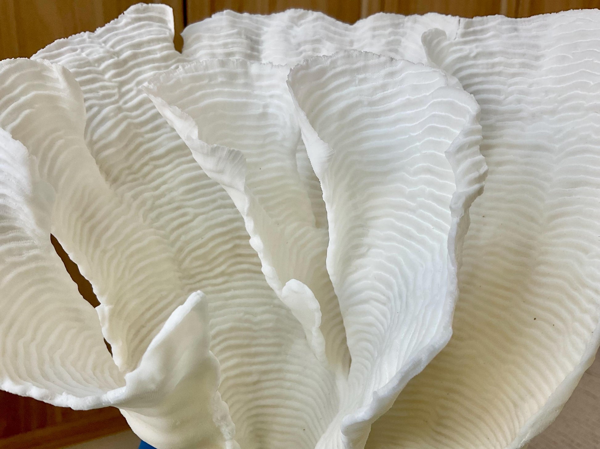 Mounted 11" Natural CUP RUGOSA CORAL Fossil Lucite Display Specimen Sculpture Ocean Art Decorative Coastal Beach Home Décor Wedding Gift