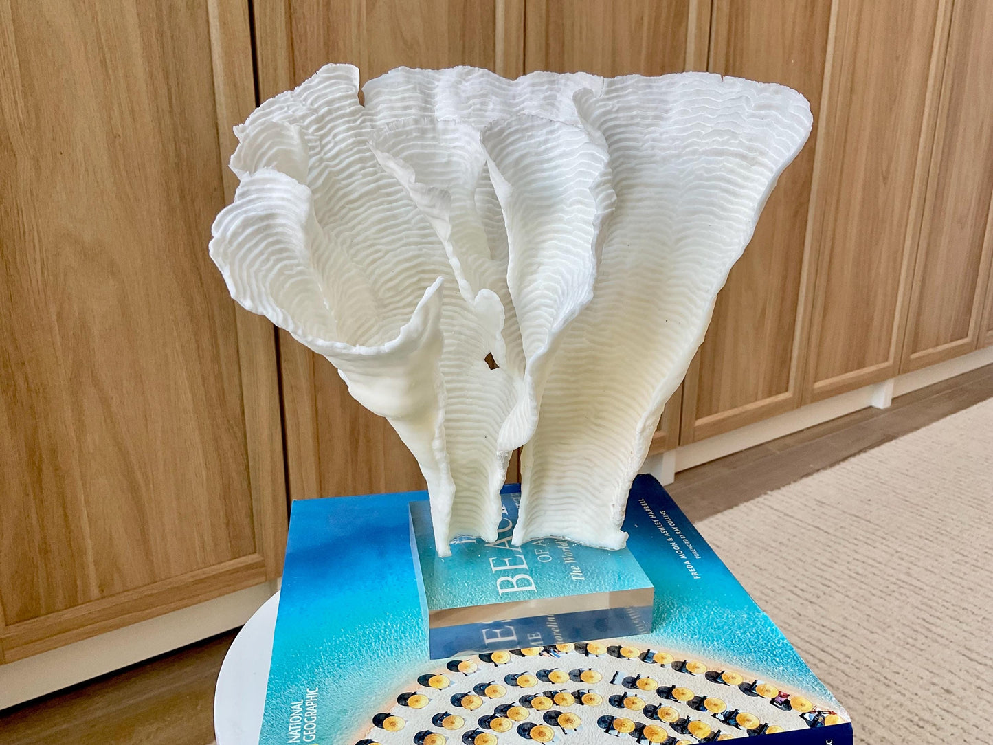 Mounted 11" Natural CUP RUGOSA CORAL Fossil Lucite Display Specimen Sculpture Ocean Art Decorative Coastal Beach Home Décor Wedding Gift