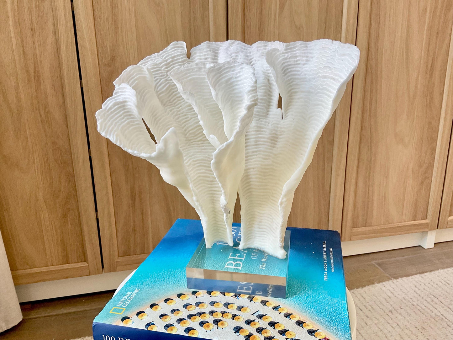 Mounted 11" Natural CUP RUGOSA CORAL Fossil Lucite Display Specimen Sculpture Ocean Art Decorative Coastal Beach Home Décor Wedding Gift