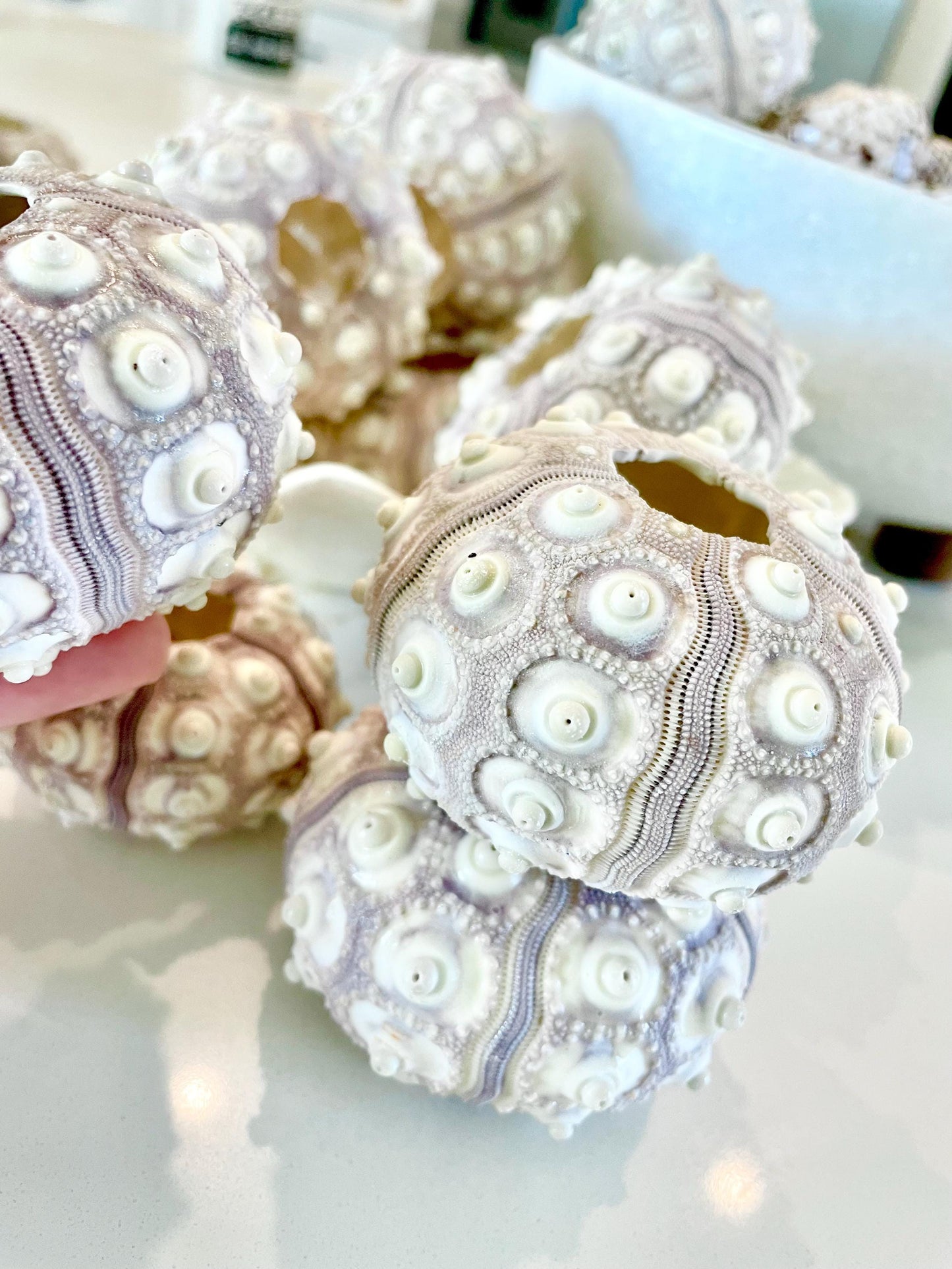 Sputnik Sea Urchin Shells 2-3" | Natural Purple White Coastal Decor