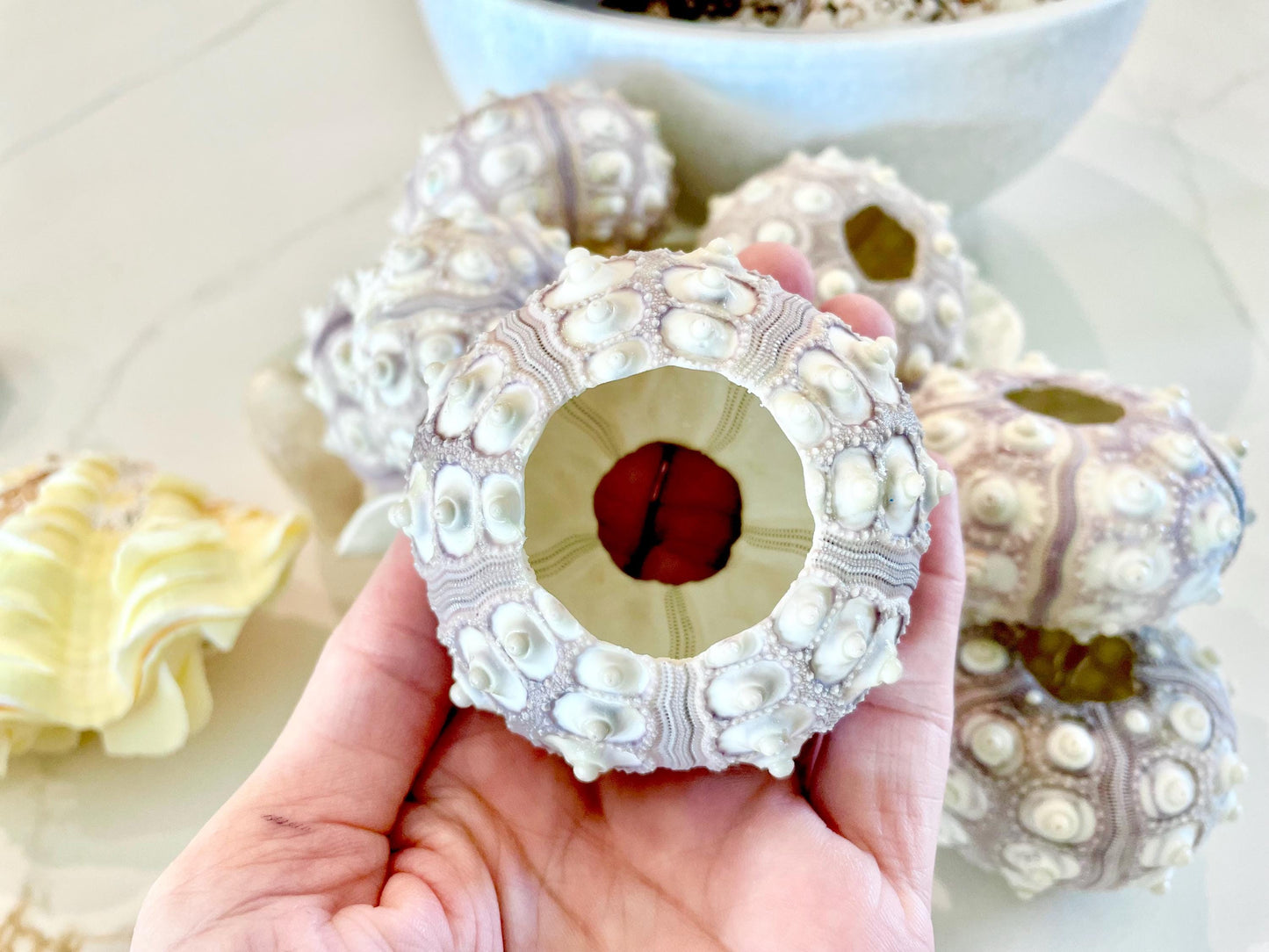 SPUTNIK SEA URCHIN Shells * You Choose Quantity* 2-3" Natural Purple White Small Craft Seashells Sea Life
