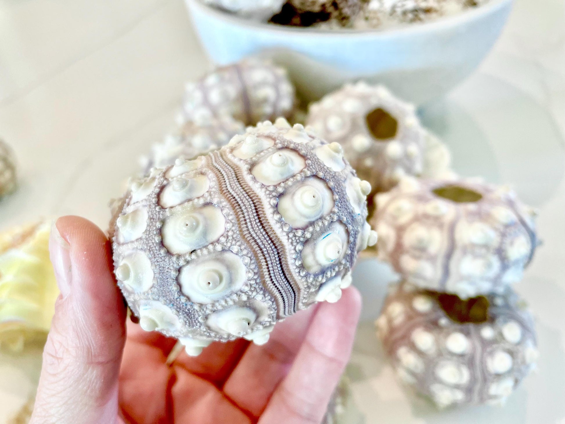 Sputnik Sea Urchin Shells 2-3" | Natural Purple White Coastal Decor