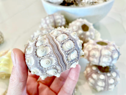 Sputnik Sea Urchin Shells 2-3" | Natural Purple White Coastal Decor
