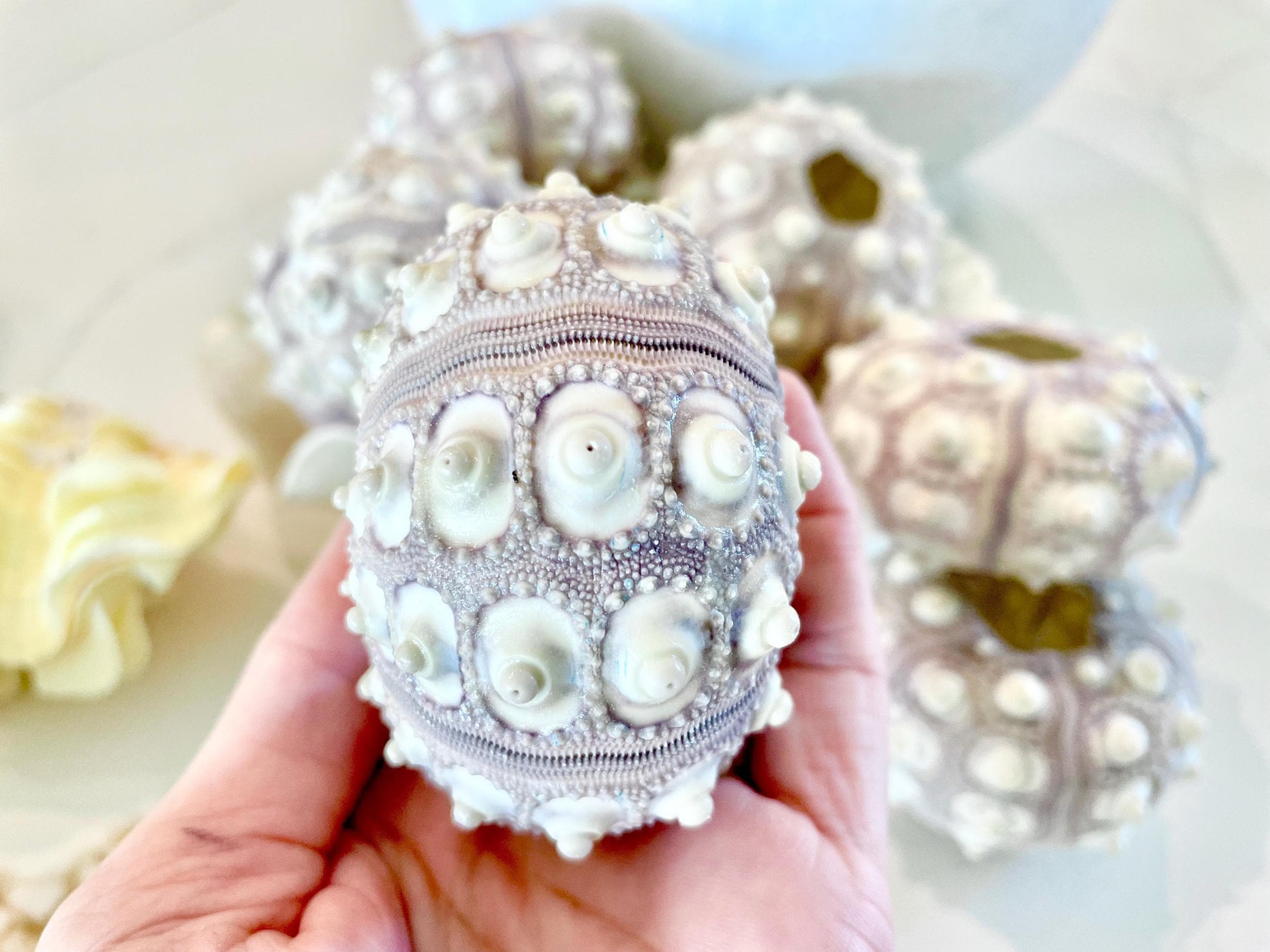 SPUTNIK SEA URCHIN Shells * You Choose Quantity* 2-3" Natural Purple White Small Craft Seashells Sea Life
