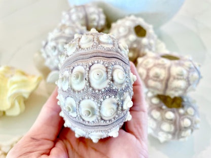 SPUTNIK SEA URCHIN Shells * You Choose Quantity* 2-3" Natural Purple White Small Craft Seashells Sea Life