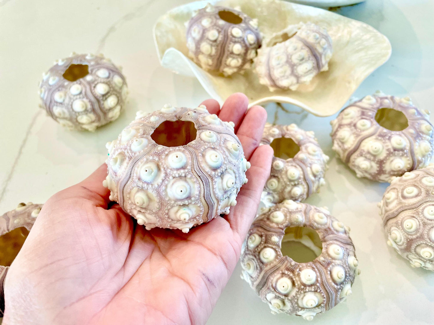 Sputnik Sea Urchin Shells 2-3" | Natural Purple White Coastal Decor