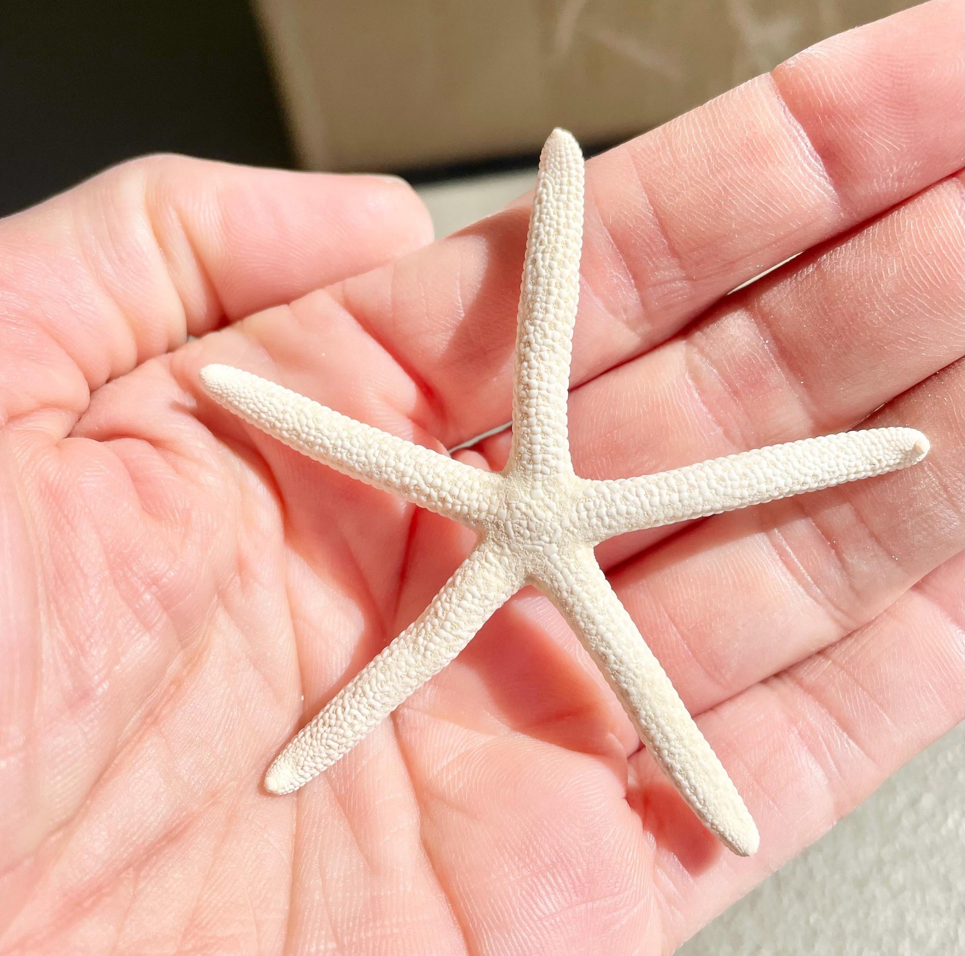 100% Real White Pencil Finger Starfish ALL SIZES Crafts & Coastal Décor Wedding Beach Nautical Sea Stars Natural