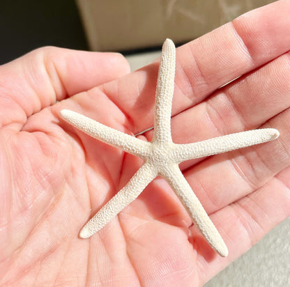 100% Real White Pencil Finger Starfish ALL SIZES Crafts & Coastal Décor Wedding Beach Nautical Sea Stars Natural