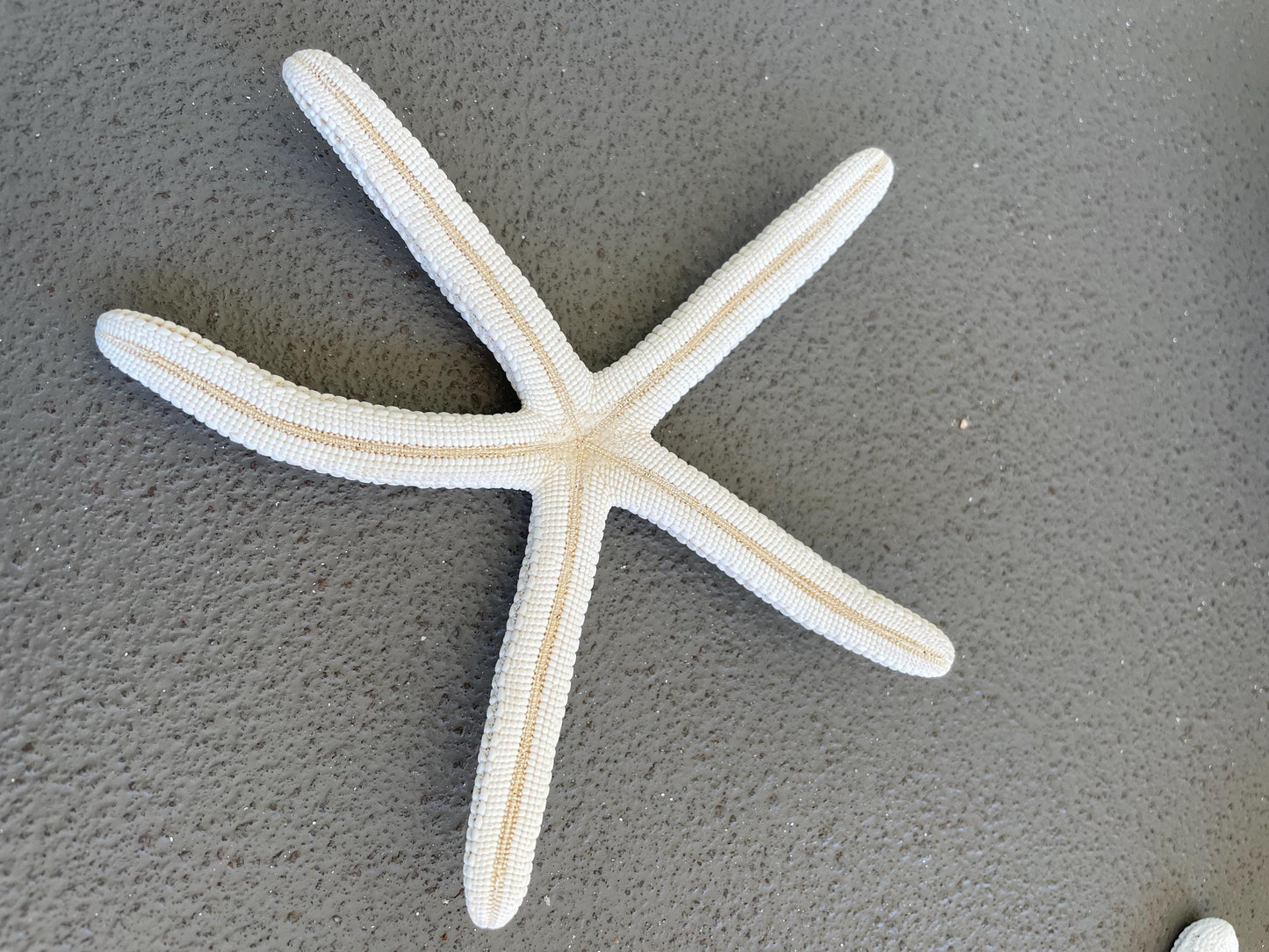 100% Real White Pencil Finger Starfish ALL SIZES Crafts & Coastal Décor Wedding Beach Nautical Sea Stars Natural