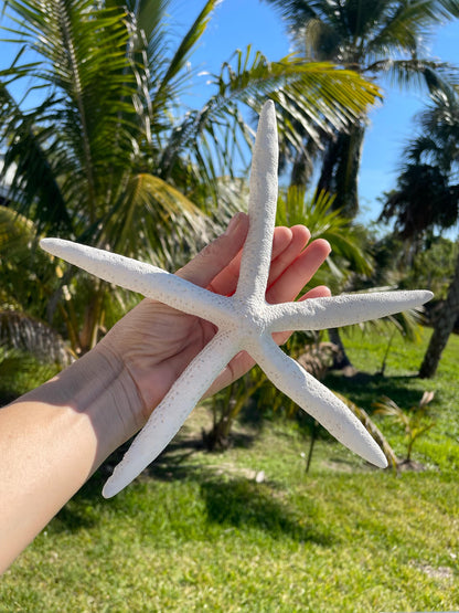 100% Real White Pencil Finger Starfish ALL SIZES Crafts & Coastal Décor Wedding Beach Nautical Sea Stars Natural