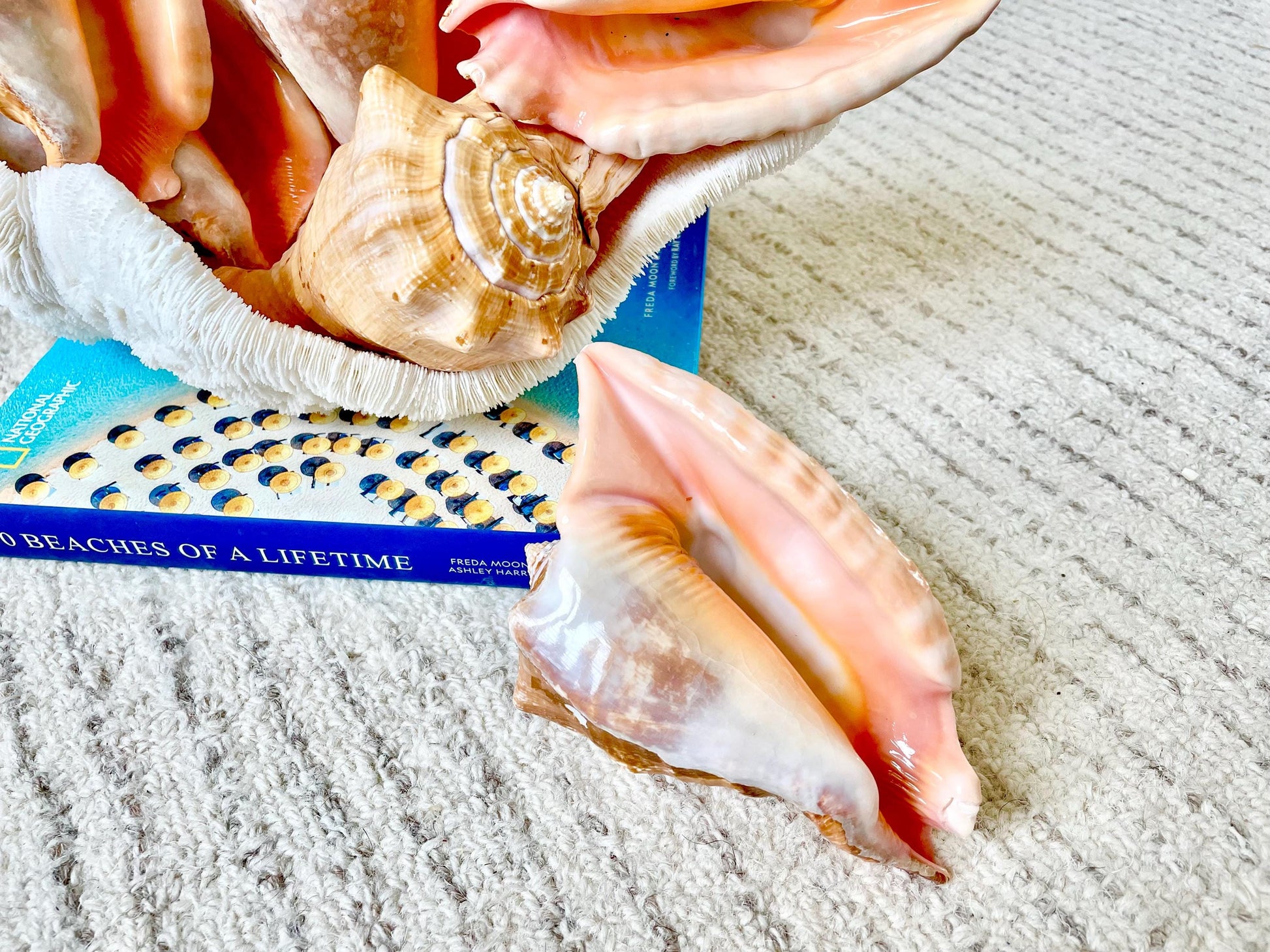 ROOSTER TAIL CONCH Shell 5-6" Natural Orange Peach Smooth Interior Display Seashell Strombus Gallus