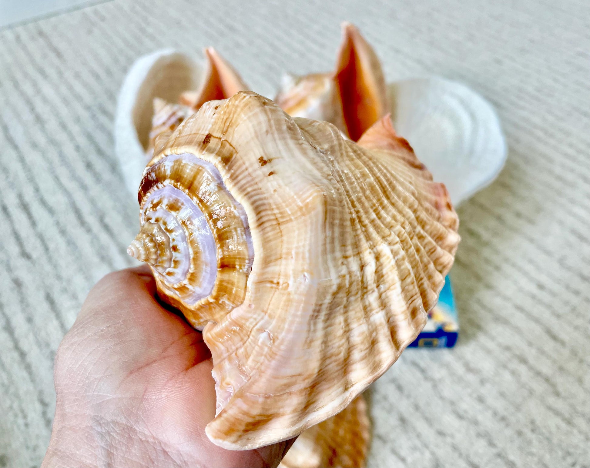 ROOSTER TAIL CONCH Shell 5-6" Natural Orange Peach Smooth Interior Display Seashell Strombus Gallus