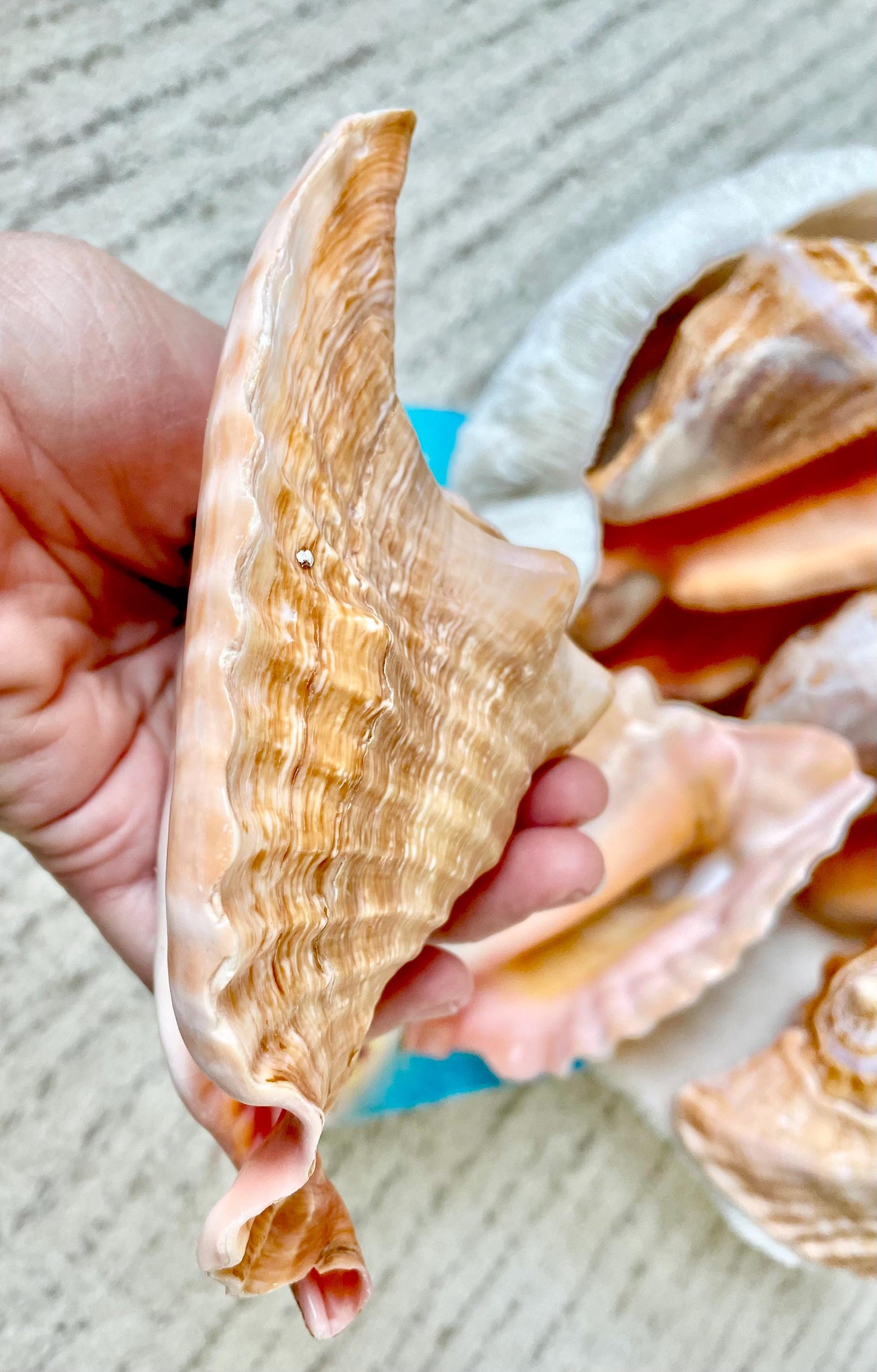 ROOSTER TAIL CONCH Shell 5-6" Natural Orange Peach Smooth Interior Display Seashell Strombus Gallus