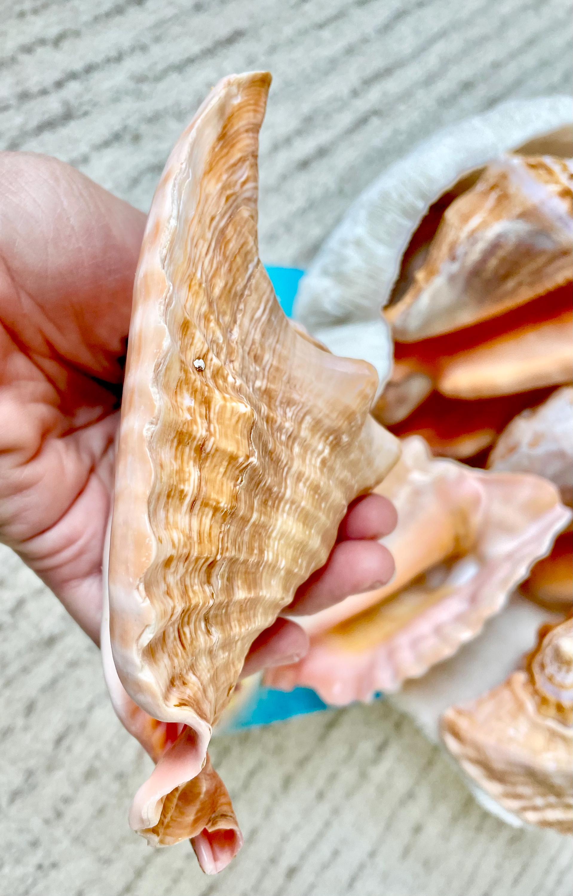 ROOSTER TAIL CONCH Shell 5-6" Natural Orange Peach Smooth Interior Display Seashell Strombus Gallus