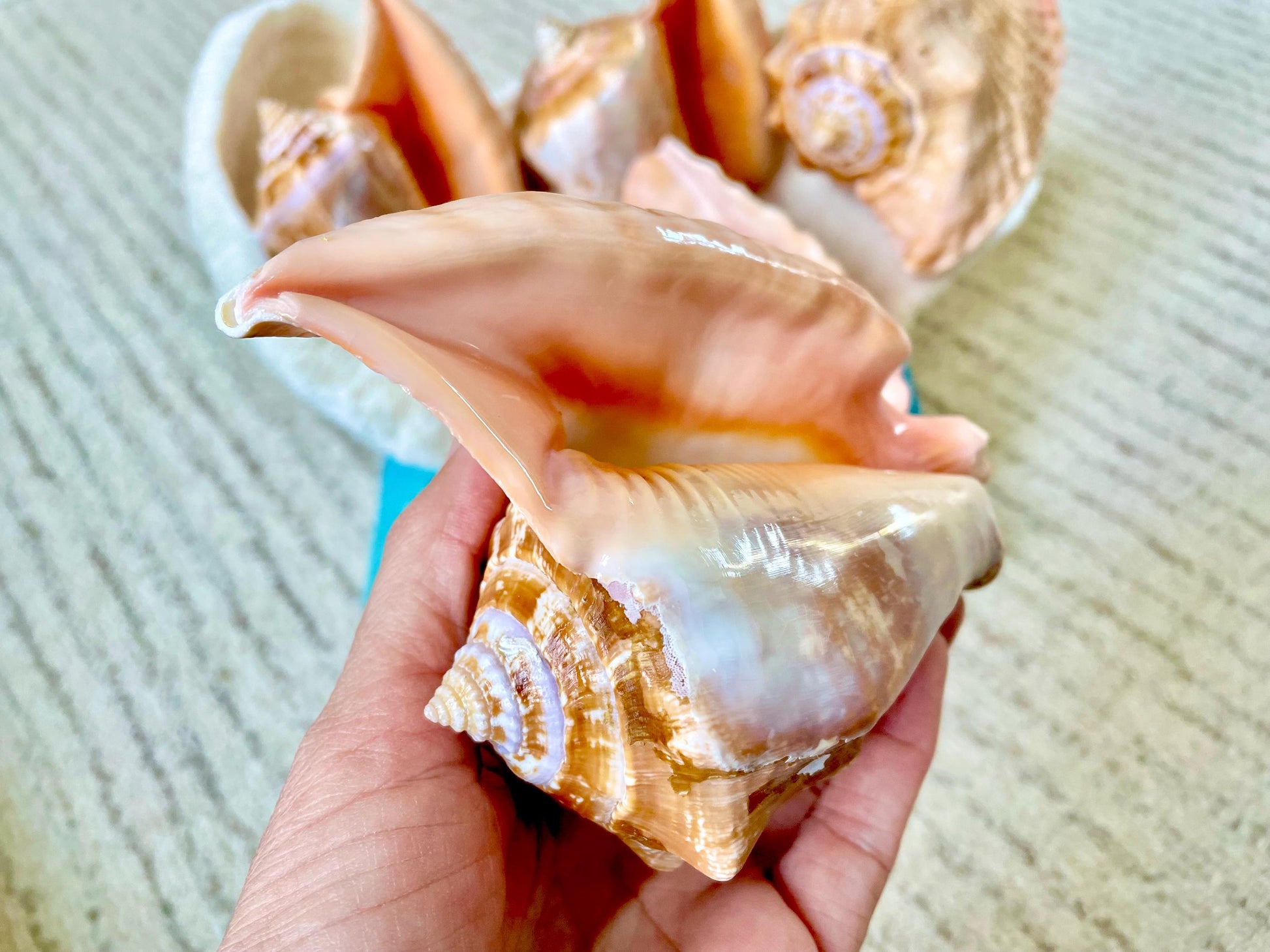 ROOSTER TAIL CONCH Shell 5-6" Natural Orange Peach Smooth Interior Display Seashell Strombus Gallus