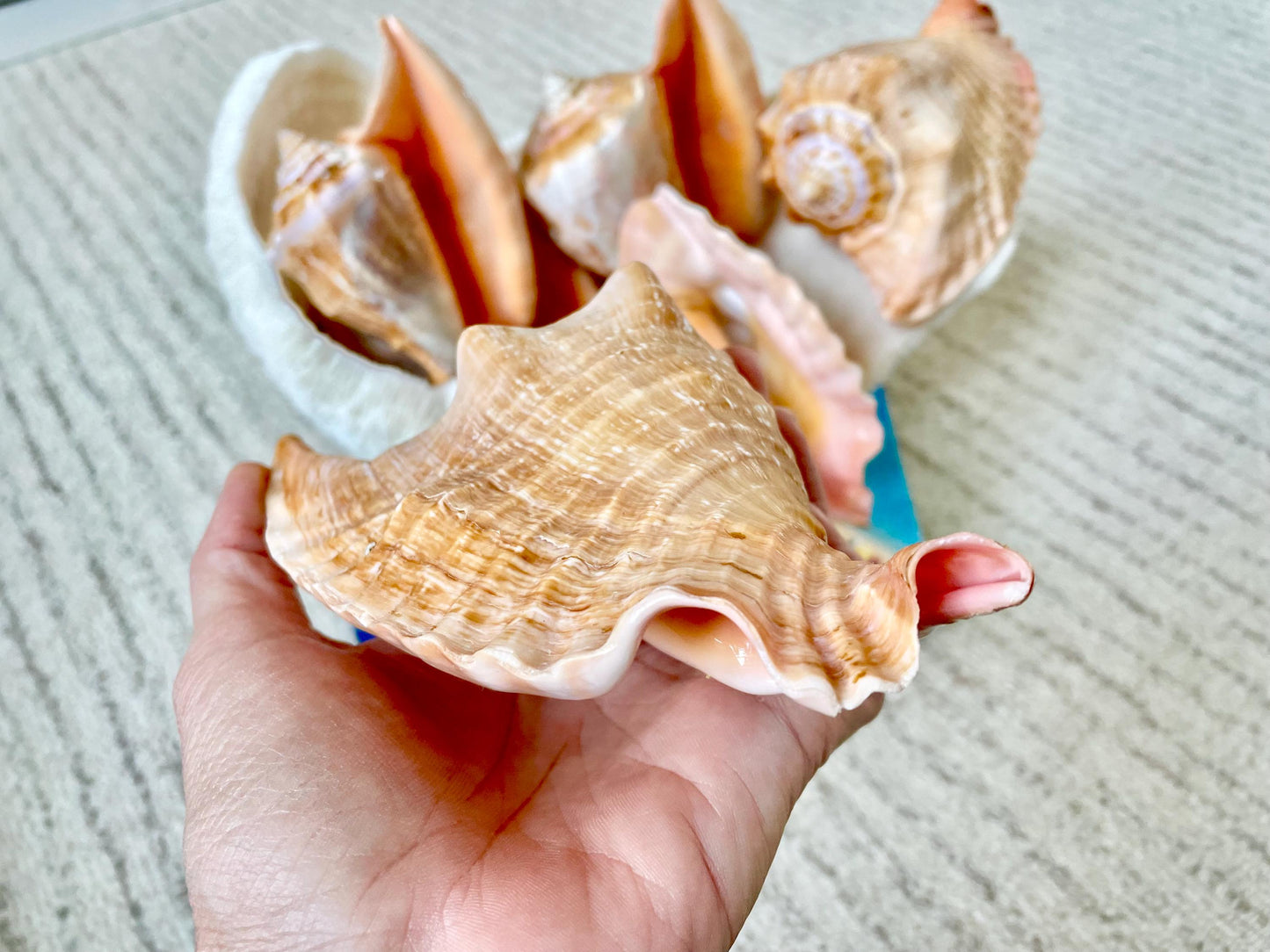 ROOSTER TAIL CONCH Shell 5-6" Natural Orange Peach Smooth Interior Display Seashell Strombus Gallus