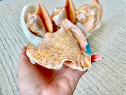 ROOSTER TAIL CONCH Shell 5-6" Natural Orange Peach Smooth Interior Display Seashell Strombus Gallus