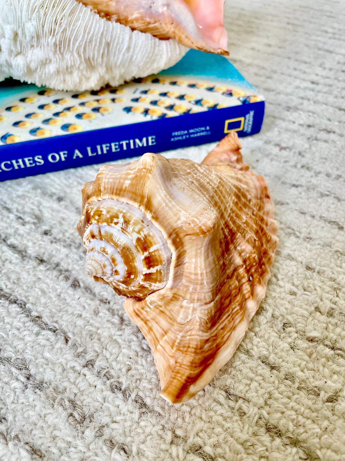 ROOSTER TAIL CONCH Shell 5-6" Natural Orange Peach Smooth Interior Display Seashell Strombus Gallus