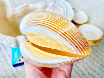GIANT YELLOW COCKLE Full Paired Shell Heart Egg Shaped Pacific Ocean Display Cardium Seashell Laevicardium elatum