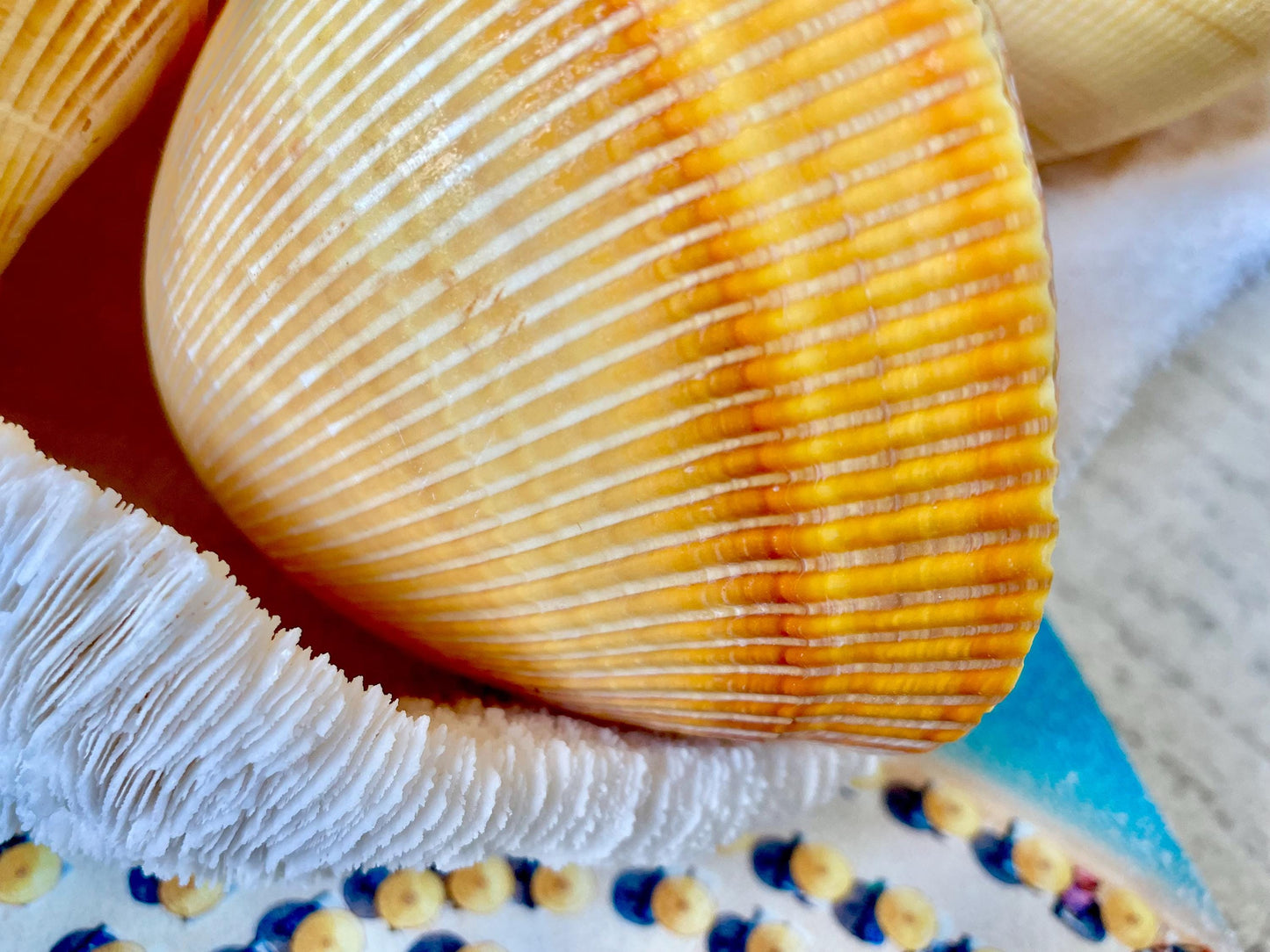 GIANT YELLOW COCKLE Full Paired Shell Heart Egg Shaped Pacific Ocean Display Cardium Seashell Laevicardium elatum