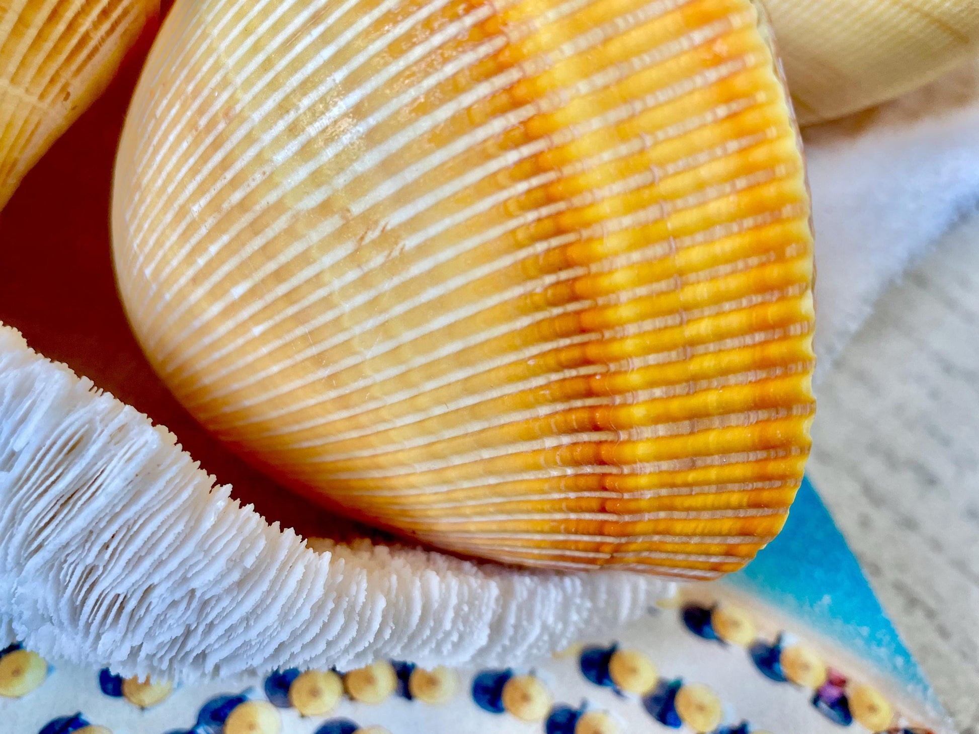 GIANT YELLOW COCKLE Full Paired Shell Heart Egg Shaped Pacific Ocean Display Cardium Seashell Laevicardium elatum
