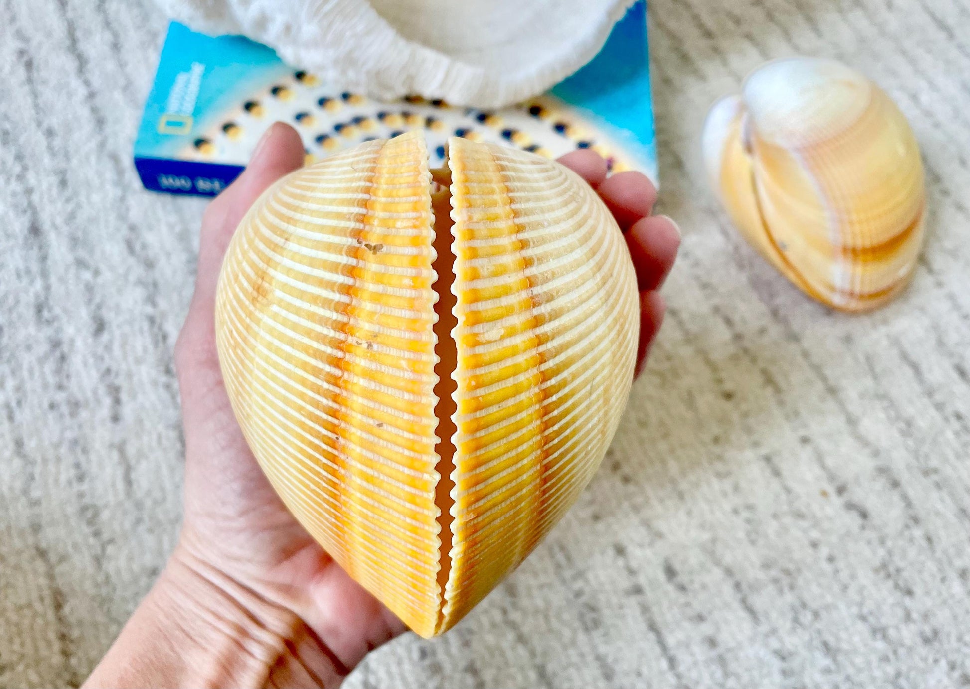 Giant Yellow Cockle Shell Pair: 4-5" Heart-Shaped Craft Seashell