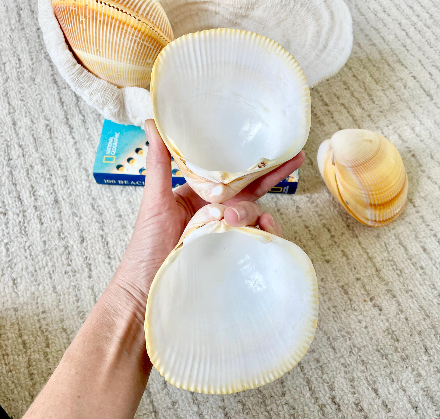 GIANT YELLOW COCKLE Full Paired Shell Heart Egg Shaped Pacific Ocean Display Cardium Seashell Laevicardium elatum