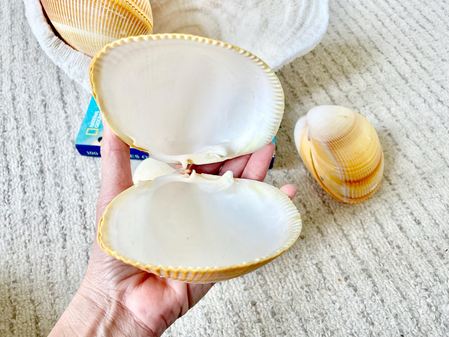 Giant Yellow Cockle Shell Pair: 4-5" Heart-Shaped Craft Seashell