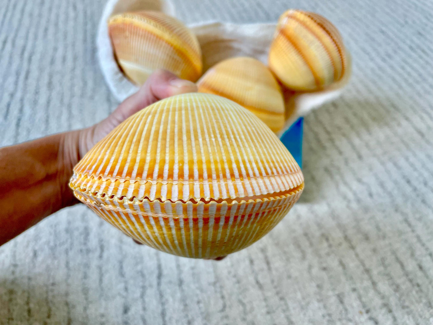 GIANT YELLOW COCKLE Full Paired Shell Heart Egg Shaped Pacific Ocean Display Cardium Seashell Laevicardium elatum