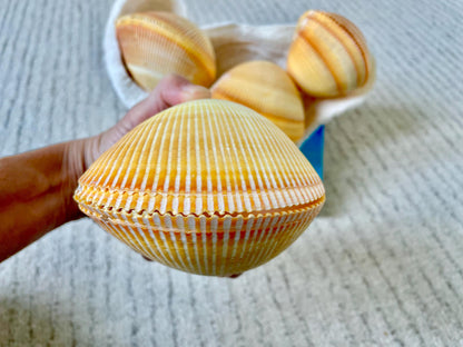Giant Yellow Cockle Shell Pair: 4-5" Heart-Shaped Craft Seashell