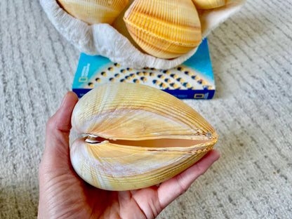 GIANT YELLOW COCKLE Full Paired Shell Heart Egg Shaped Pacific Ocean Display Cardium Seashell Laevicardium elatum