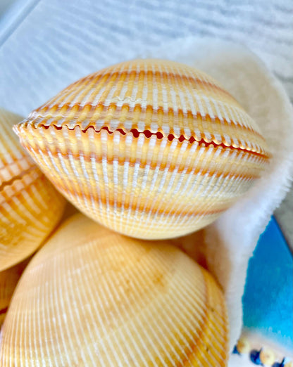 GIANT YELLOW COCKLE Full Paired Shell Heart Egg Shaped Pacific Ocean Display Cardium Seashell Laevicardium elatum