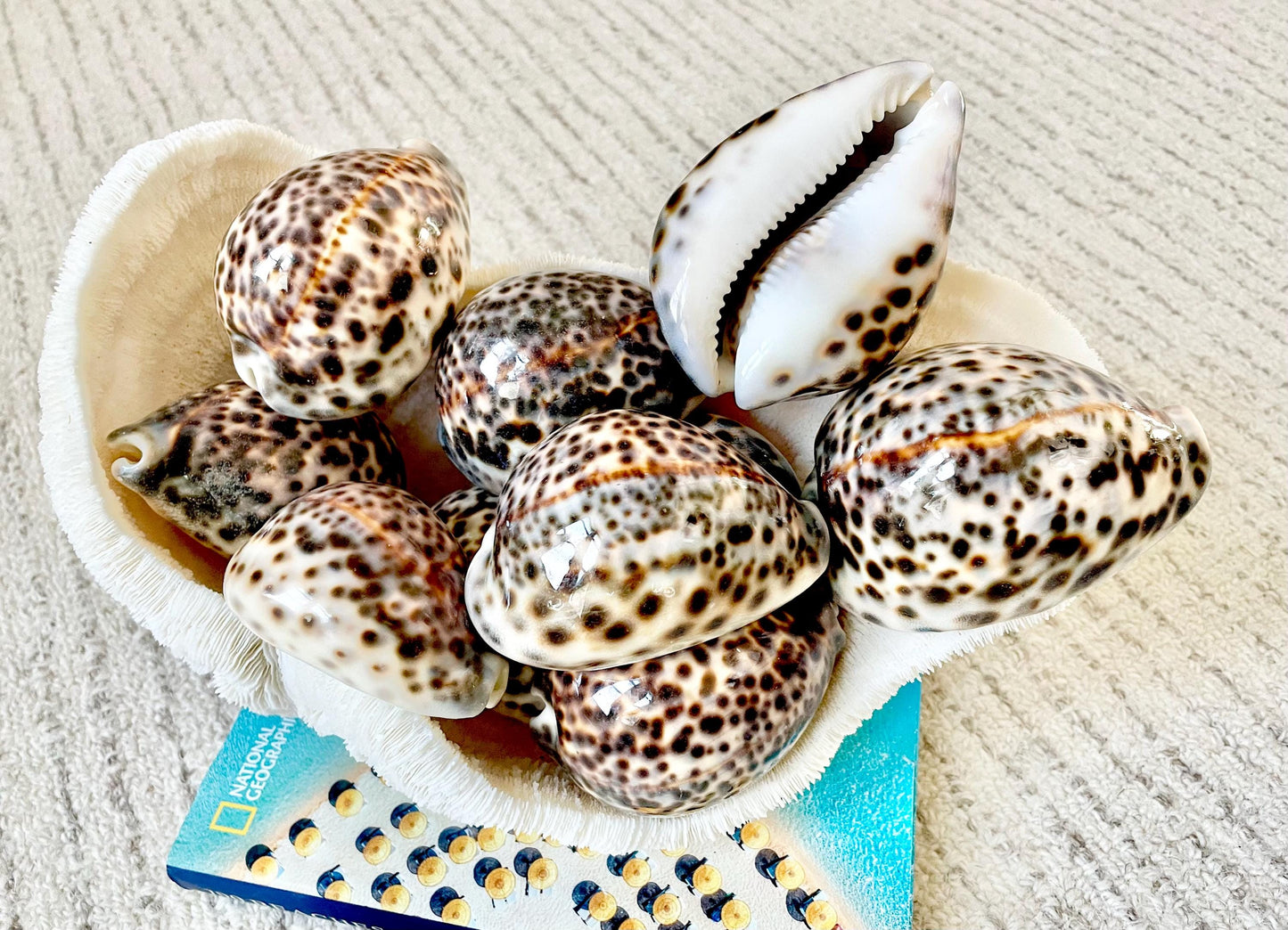 AFRICAN TIGER COWRIE Xl Shell 3-4" Natural Spotted Brown White Blue Cypraea Tigris Display Seashell Cowry