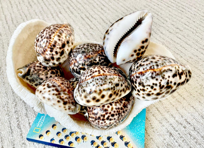AFRICAN TIGER COWRIE Xl Shell 3-4" Natural Spotted Brown White Blue Cypraea Tigris Display Seashell Cowry