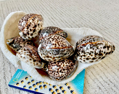 AFRICAN TIGER COWRIE Xl Shell 3-4" Natural Spotted Brown White Blue Cypraea Tigris Display Seashell Cowry
