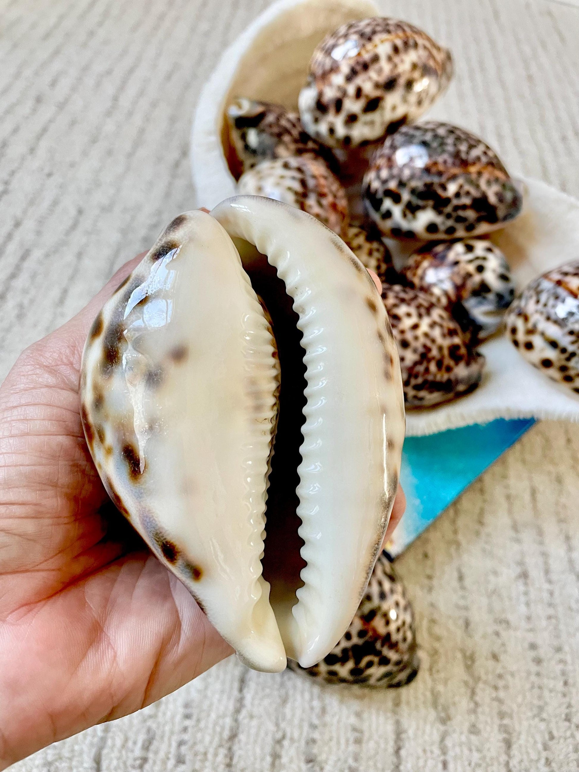 AFRICAN TIGER COWRIE Xl Shell 3-4" Natural Spotted Brown White Blue Cypraea Tigris Display Seashell Cowry