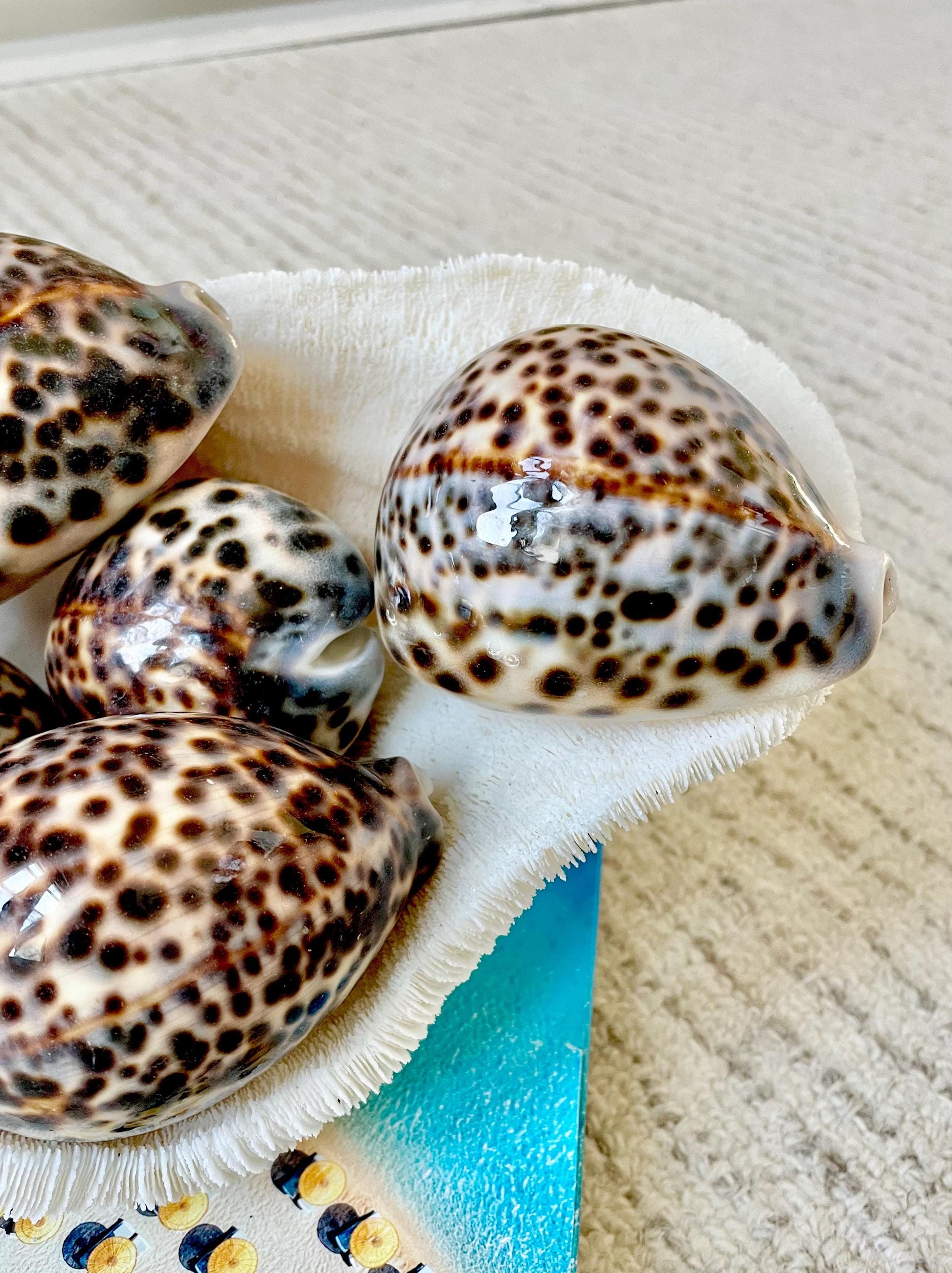 AFRICAN TIGER COWRIE Xl Shell 3-4" Natural Spotted Brown White Blue Cypraea Tigris Display Seashell Cowry
