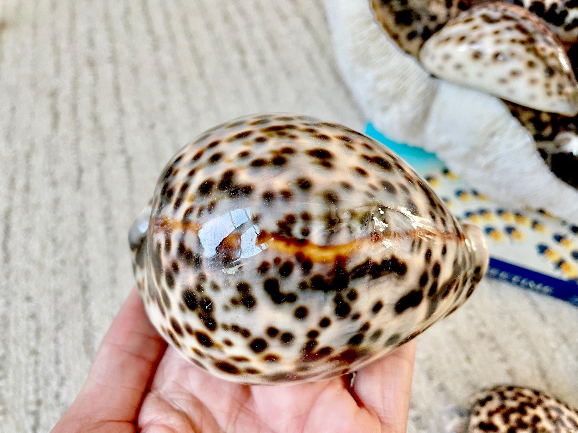 AFRICAN TIGER COWRIE Xl Shell 3-4" Natural Spotted Brown White Orange Cypraea Tigris Display Seashell Cowry