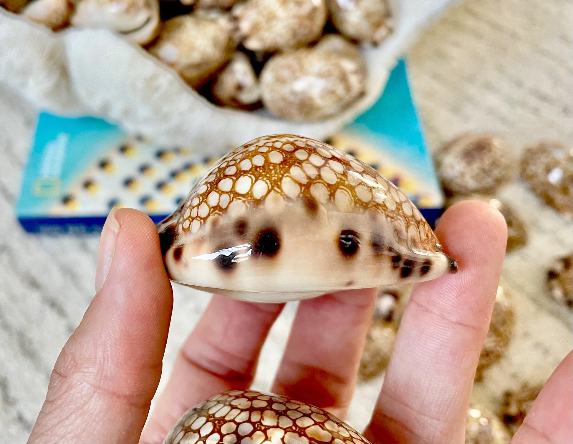 HARLEQUIN COWRIE SHELLS 2-3" Natural Mosaic Pattern Brown Display Seashell Cowry Cypraea histrio westralis