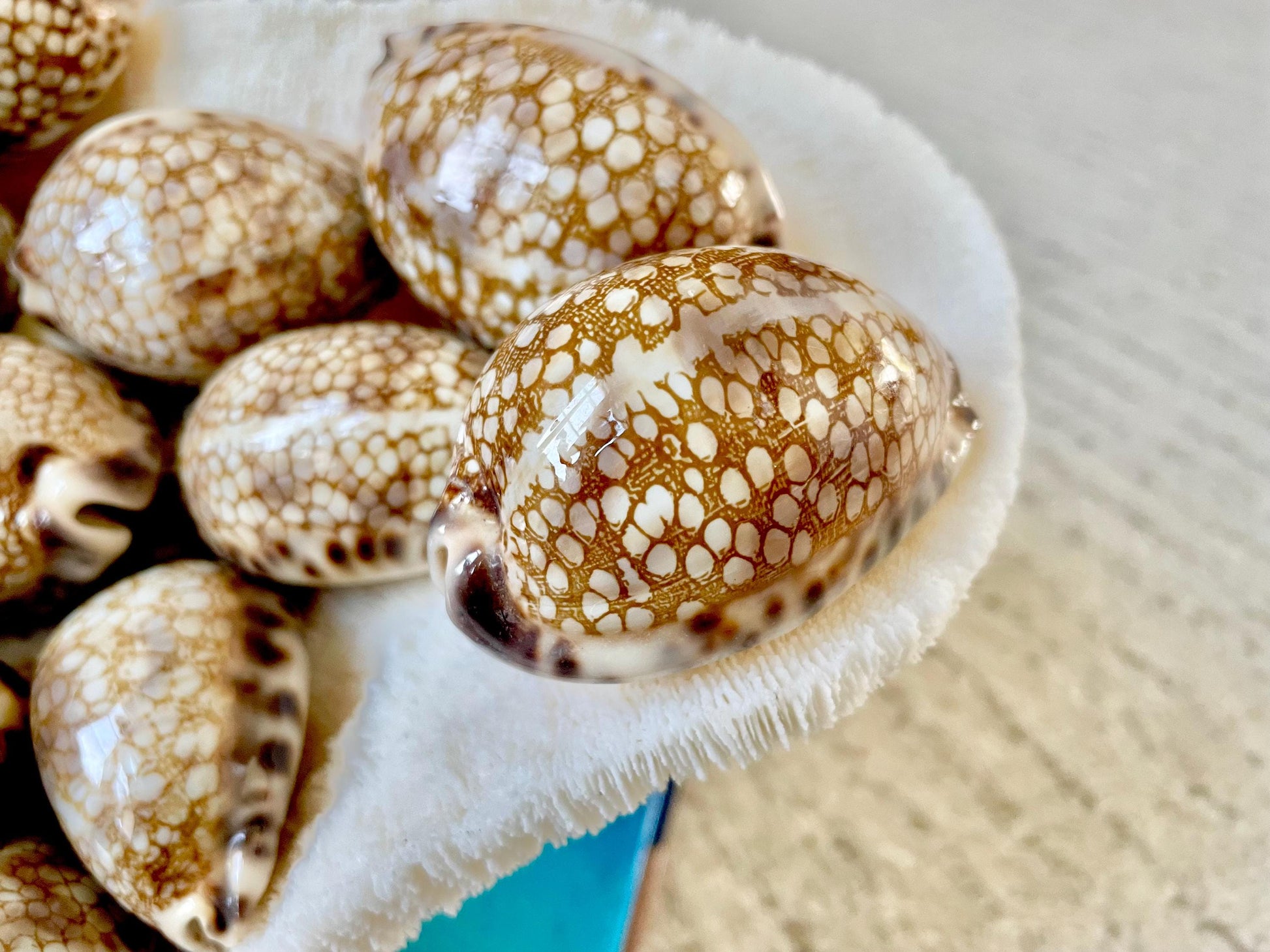 HARLEQUIN COWRIE SHELLS 2-3" Natural Mosaic Pattern Brown Display Seashell Cowry Cypraea histrio westralis